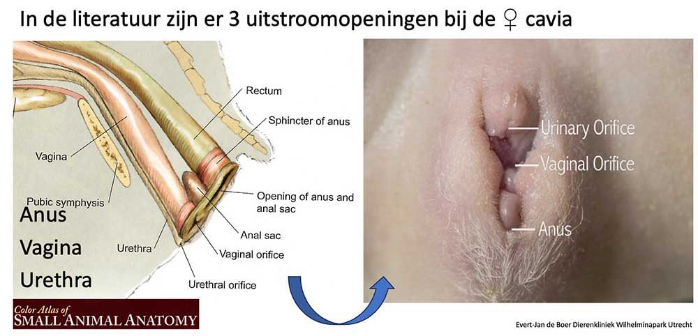 In de literatuur staan 3 openingen beschreven de plasbuis, vagina en anus.